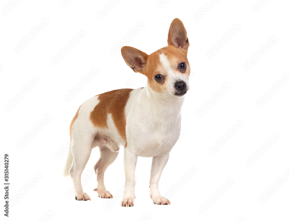 Funny white Chihuahua with big ears Funny white Chihuahua with big ears