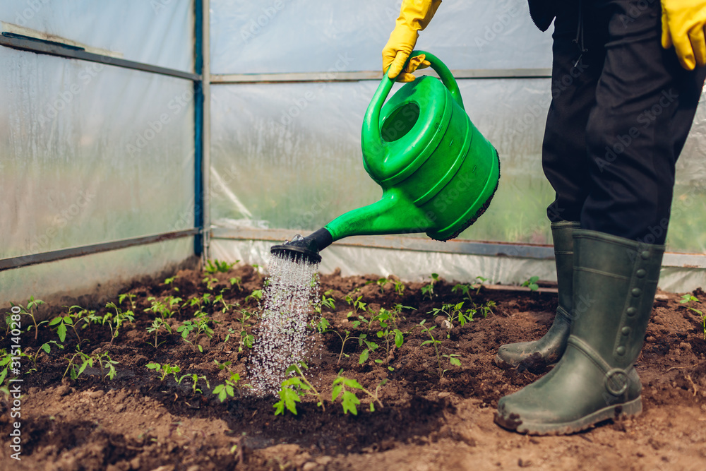 Farmer watering tomato seedlings using watering can in spring greenhouse. Agriculture Farmer watering tomato seedlings using watering can in spring greenhouse. Agriculture