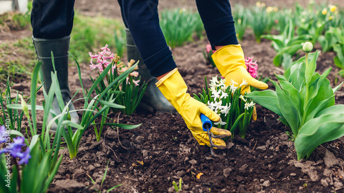 Farmer loosening soil with hand fork among spring flowers in garden. Woman in gloves checking hyacinths
