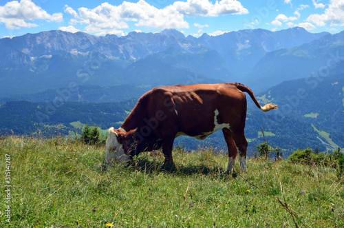 Alpen Kuh Panorama