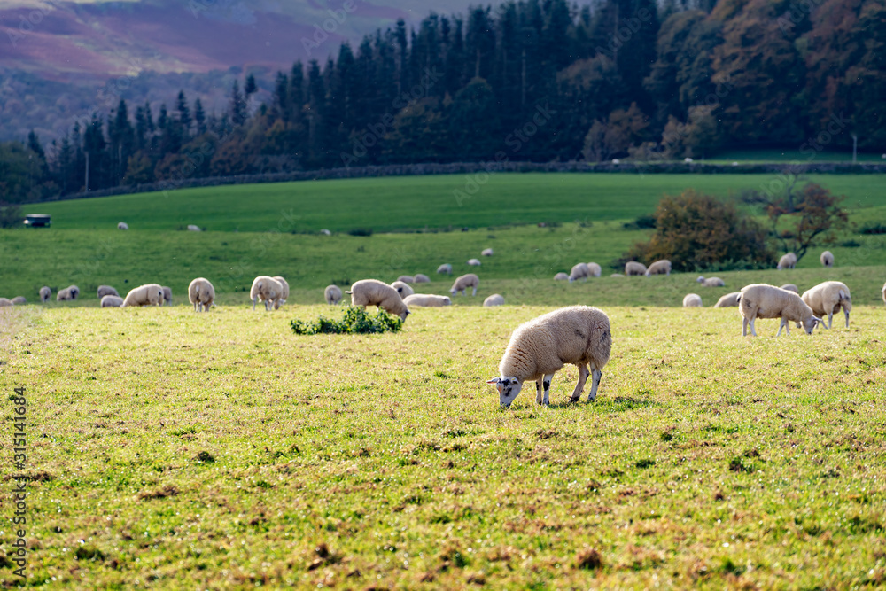 Field of white sheep in the highlands in Sky,Mountain range at sunset,Beautiful mountains landscape view,England , United of kingdom,UK Field of white sheep in the highlands in Sky,Mountain range at sunset,Beautiful mountains landscape view,England , United of kingdom,UK