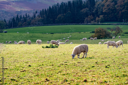 Field of white sheep in the highlands in Sky,Mountain range at sunset,Beautiful mountains landscape view,England , United of kingdom,UK photo