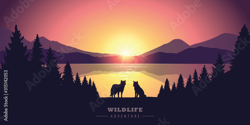 wildlife adventure wolf in the wilderness by the lake at sunset vector illustration EPS10