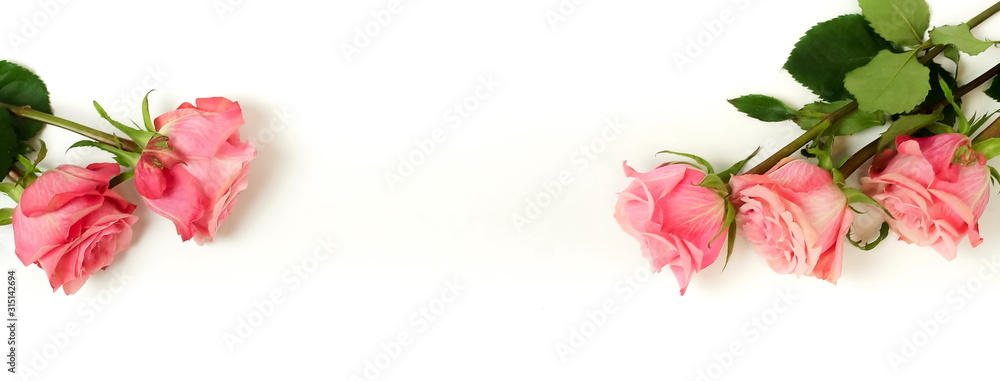 Beautiful pink roses isolated banner on white background top view, copy space. 