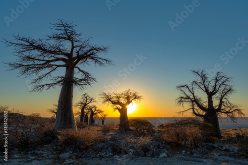 Sunrise at baobab trees on Kubu Island
