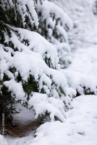  Fir branches covered with snow. Winter forest