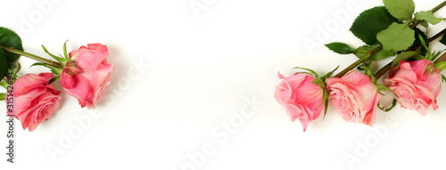 Wallpaper Mural Beautiful pink roses isolated banner on white background top view, copy space.  Torontodigital.ca