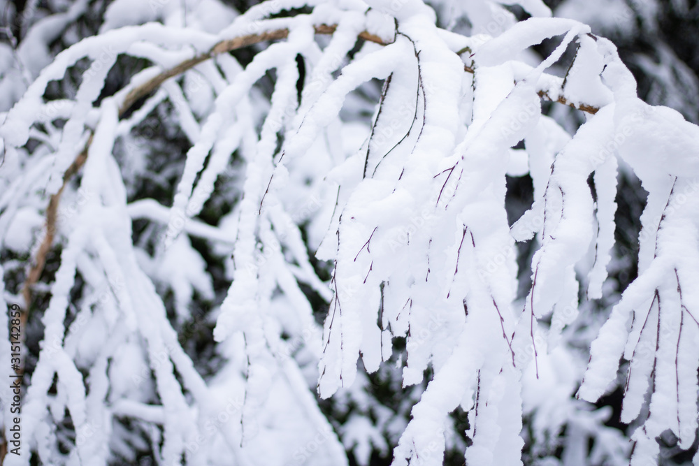 A tree branch strewn with snow. The branch bent under the weight of the snow A tree branch strewn with snow. The branch bent under the weight of the snow