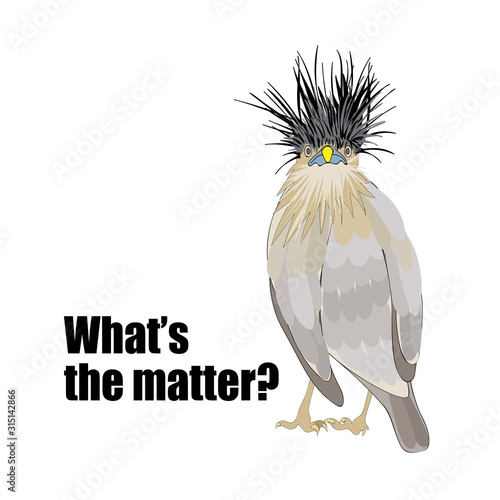 What is the matter with disheveled funny bird