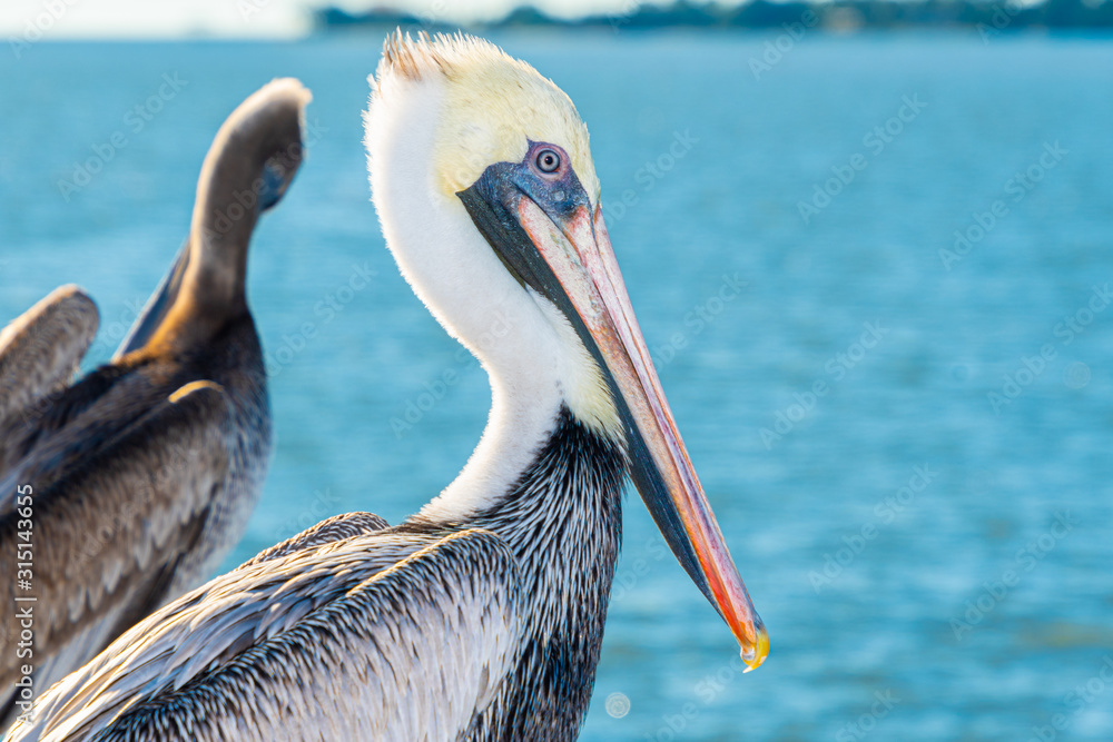 Portrait of an adult Brown Pelican (Pelecanus occidentalis). Portrait of an adult Brown Pelican (Pelecanus occidentalis).