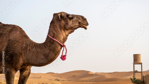 camello en primer plano y deposito de agua al fondo © Juanmi