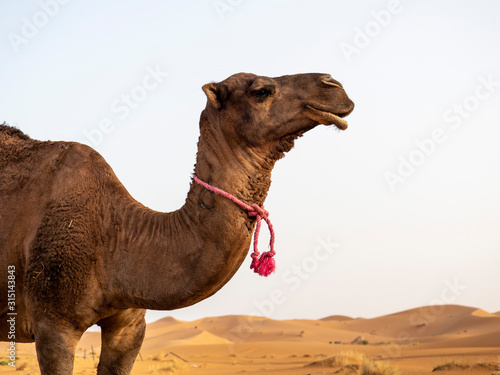perfil de camello con colgante rojo