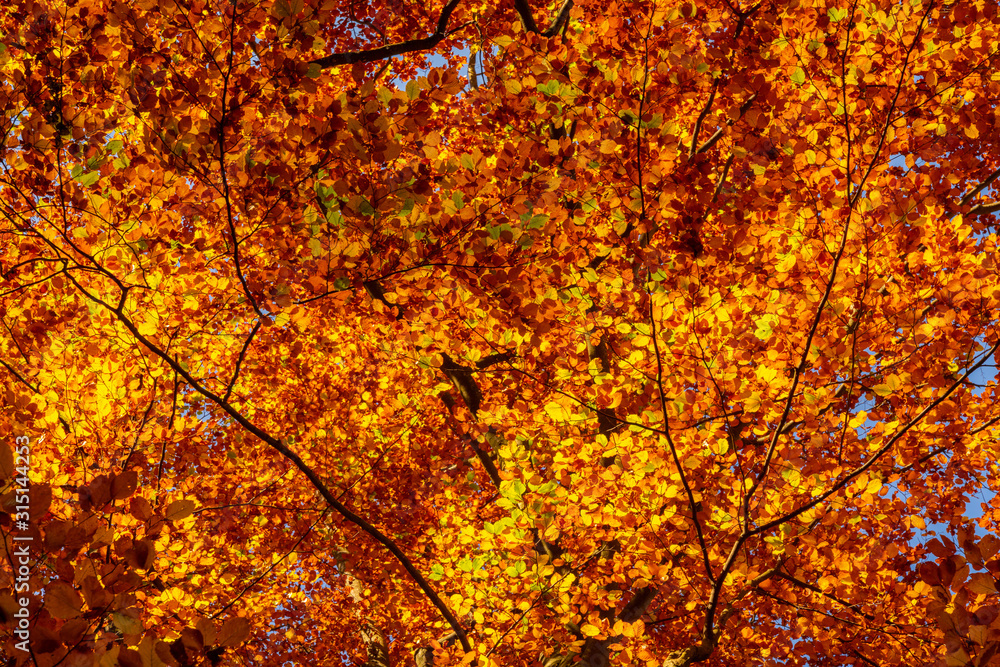Autumn foliage golden leaves as texture or background Autumn foliage golden leaves as texture or background
