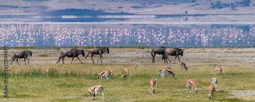 Photography Tanzania, view of the Ngorongoro crater, beautiful landscape with different anim