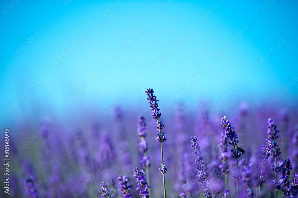 Fototapeta Lavender Field in the summer. Aromatherapy. Nature Cosmetics.
