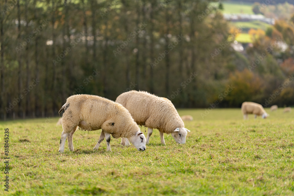 sheep in field sheep in field