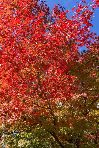 Japan autumn season maple tree fall foliage colour background texture.