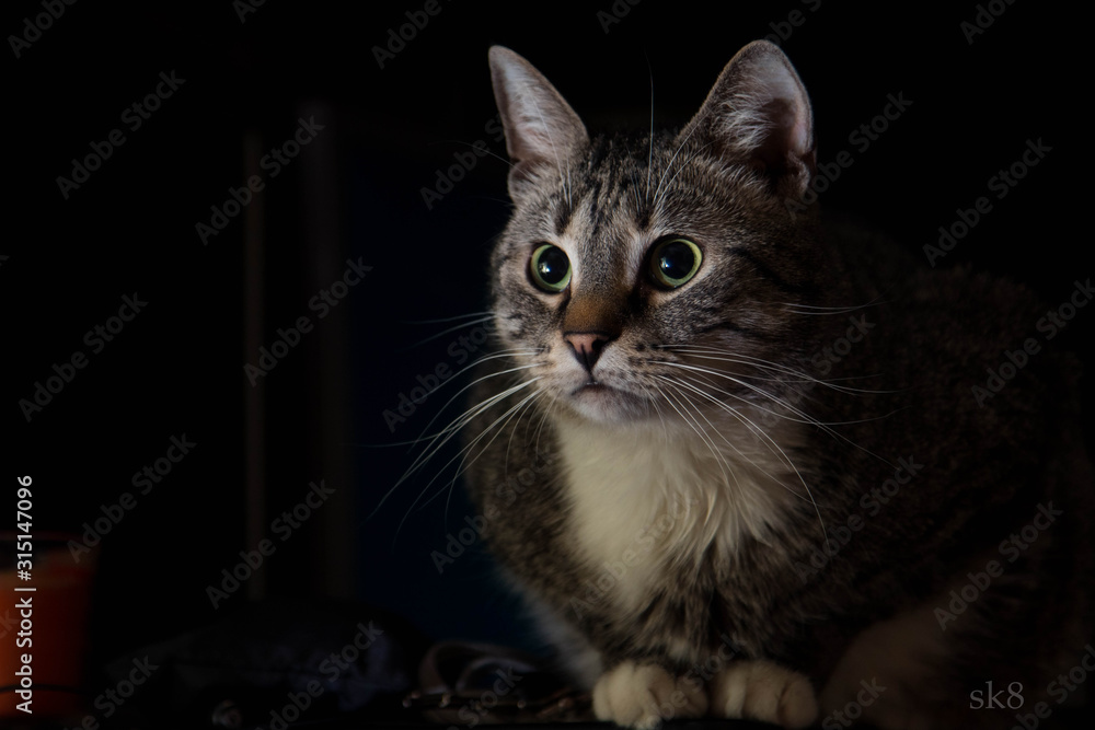 Fototapeta premium portrait of a cat