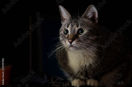 portrait of a cat © Иван Головков