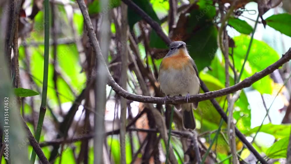 Hainan Blue Flycatcher, Grant's Blue Flycatcher female bird perched on a branch.(Scientific Name : Cyornis hainanus) Hainan Blue Flycatcher, Grant's Blue Flycatcher female bird perched on a branch.(Scientific Name : Cyornis hainanus)
