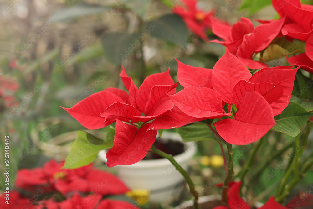 Red flower houseplant in the house is a bright flower Red flower houseplant in the house is a bright flower