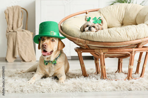 Cute dogs at home. St. Patr...