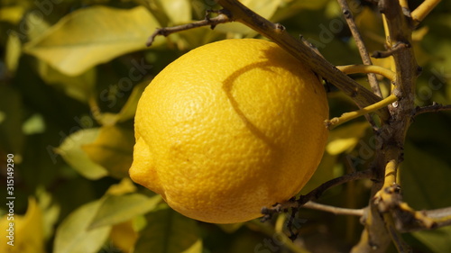 Lemon tree in Algarve countryside