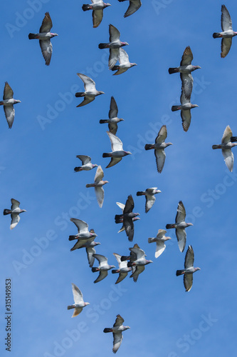 Flock of birds on blue sky background