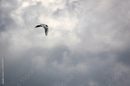 Black-headed gull flying lonely on the gry sky