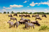 African landscape. Zebra and wildebeests grazing in a grass of african savannah. Masai Mara national Reserve, Kenya.