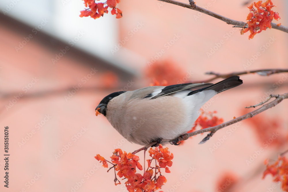 Cute colorful eurasian bullfinch eating red berries, (Pyrrhula pyrrhula)