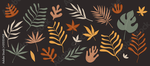 Set of exotic palm leaves of various shapes and sizes vector illustration on ...