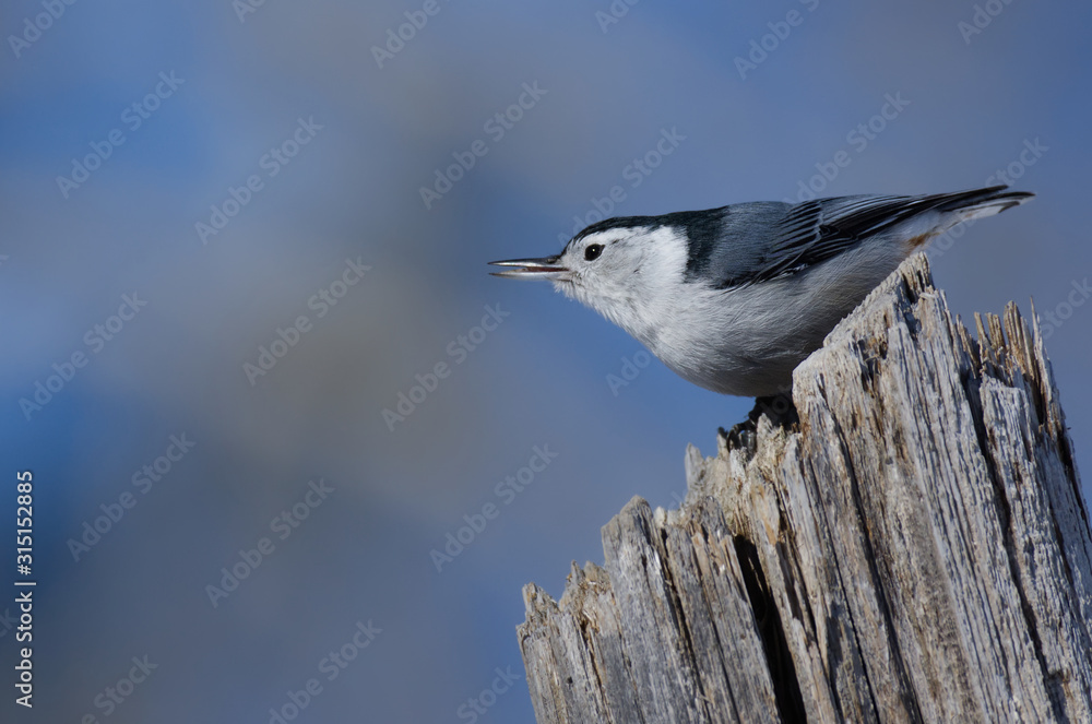 Fototapeta premium A White-breasted Nuthatch perched on a rotten fence post