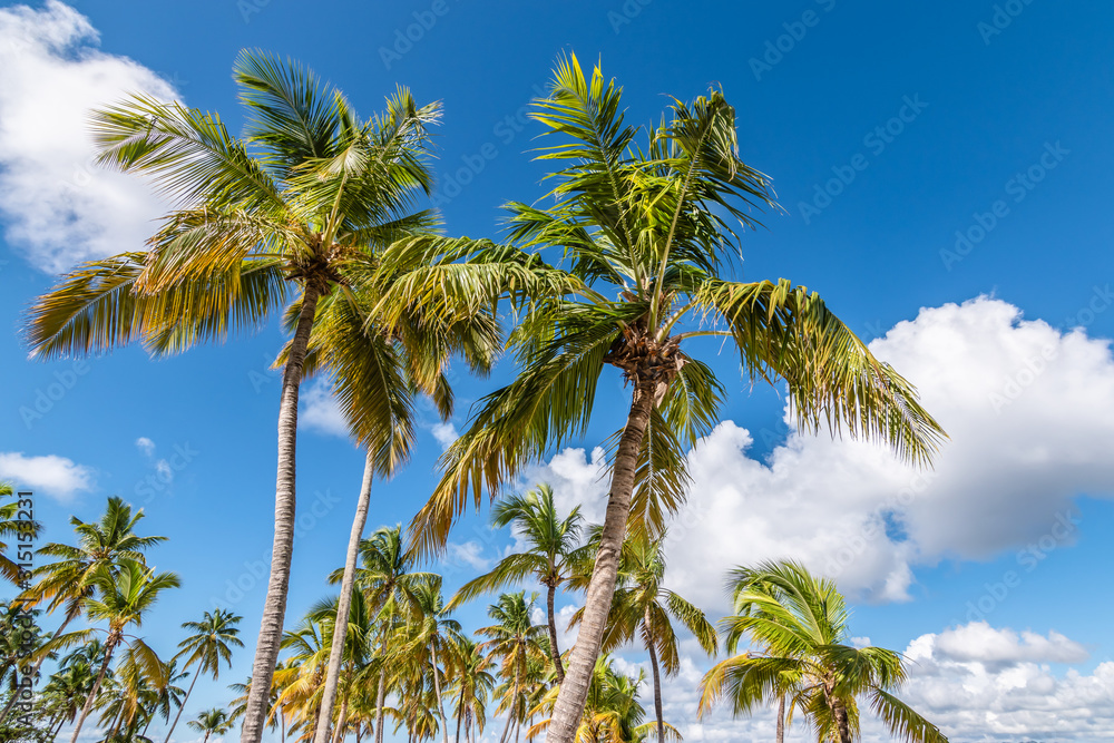 Palm trees on a beach of the  Dominican Republic, Caribbean.