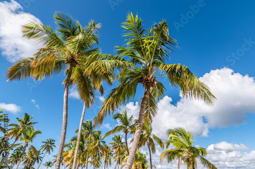 Palm trees on a beach of the Dominican Republic, Caribbean.