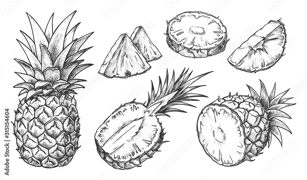 Sketch of pineapple. Isolated hand drawn ananas - obrazy, fototapety, plakaty 