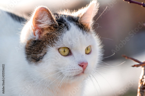 Portrait of white spotted cat close up in sunny weather_