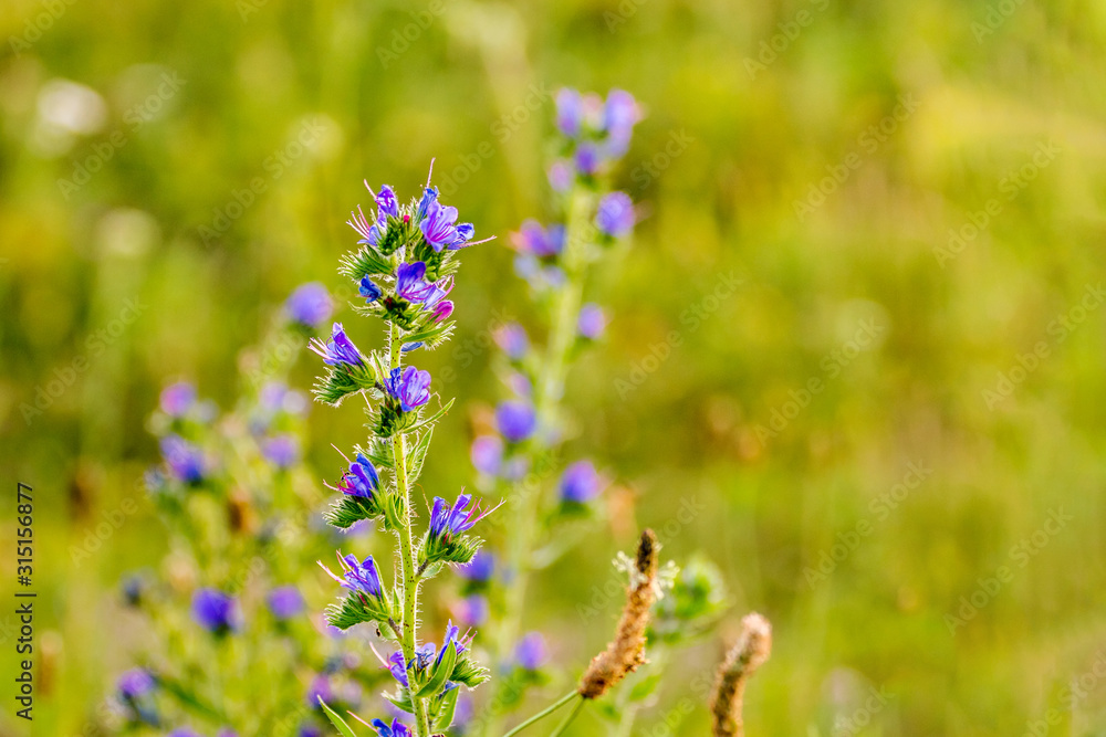 Obraz premium Wildflowers on blurred background in sunny weather_