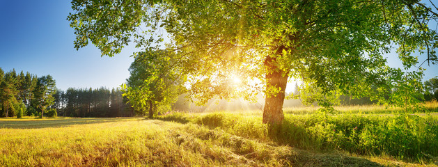 tree foliage in beautiful morning light with sunlight in summer