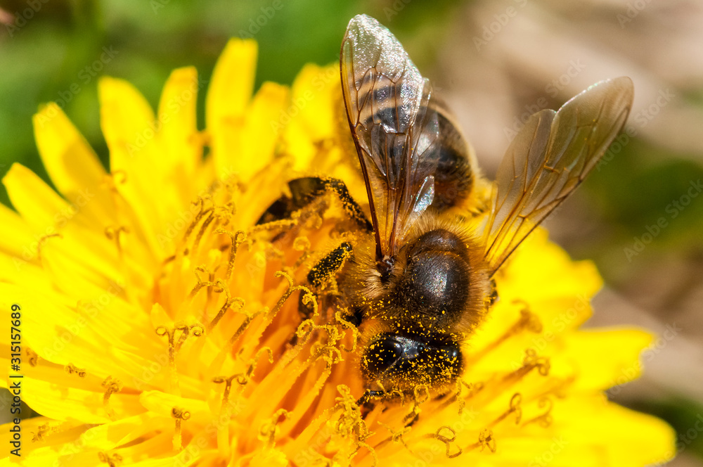 Worker bee on dandelion during spring macro, close up Worker bee on dandelion during spring macro, close up