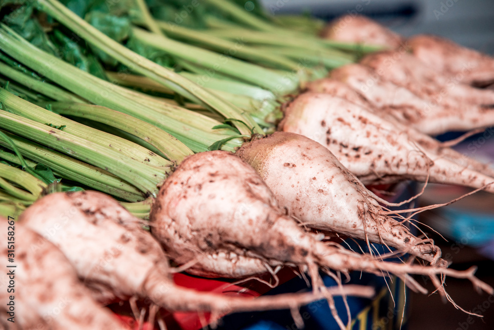Agroindustrial image of fresh sugar beet root along with other beets
