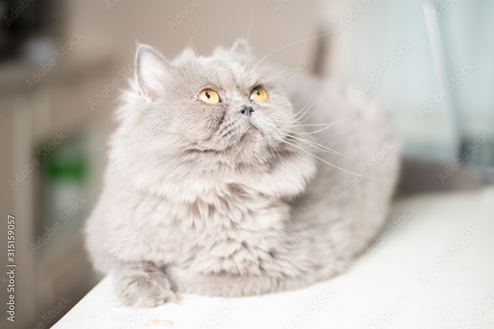 Fototapeta premium Cute Scottish fold cat.