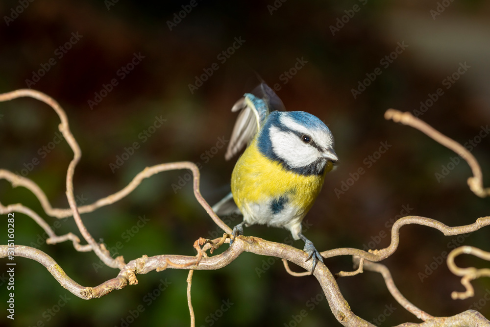 Fototapeta premium Blaumeise Portrait