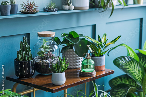 Stylish living room interior filled a lot of beautiful plants, cacti in different design pots on the brown retro shelf. Composition of home garden jungle. Modern home decor. Floral concept. Template. 