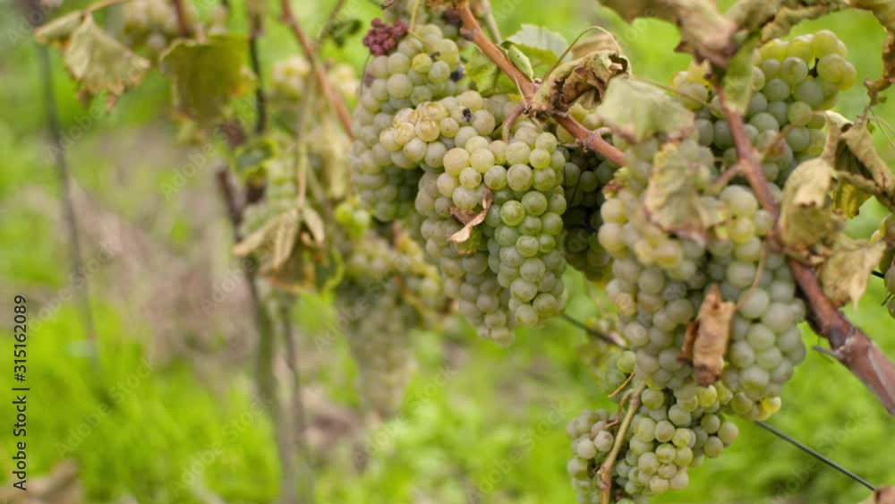Bunch of Grapes on Vineyard at Vine Production Farm Bunch of Grapes on Vineyard at Vine Production Farm
