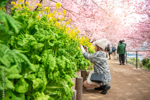 Attractive woman is enjoying with Cherry Blossom in Matsuda , Japan