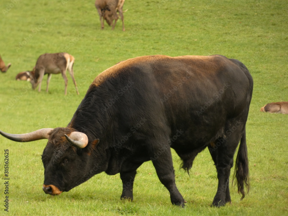 vache longue corne