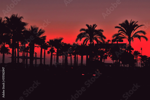 Marbella / Spain - Sun is going down behing some palms