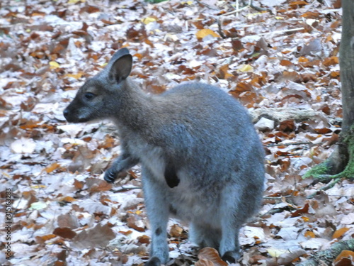 wallaby