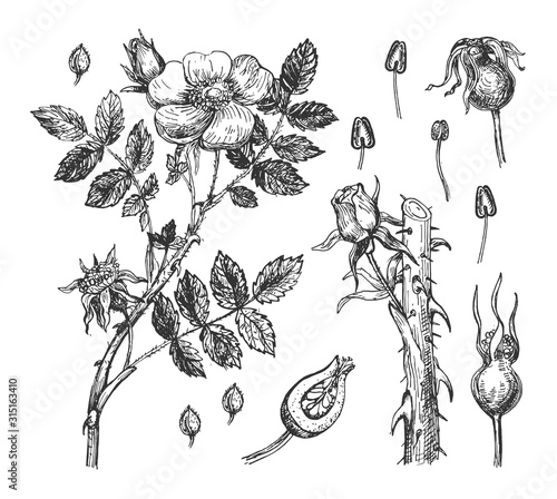 Rosehip flowers, petals and berries